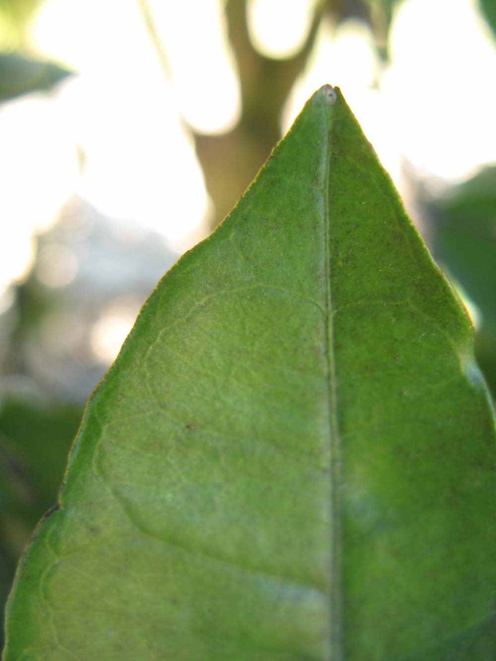              Margin (Winter Haven, FL)       